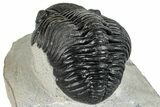 Bargain, Curled Pedinopariops Trilobite - Mrakib, Morocco #287710-5